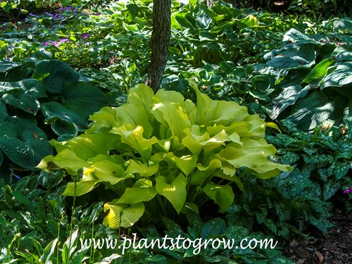 'Sun Power' Hosta
This plant was growing in a fairly shaded spot